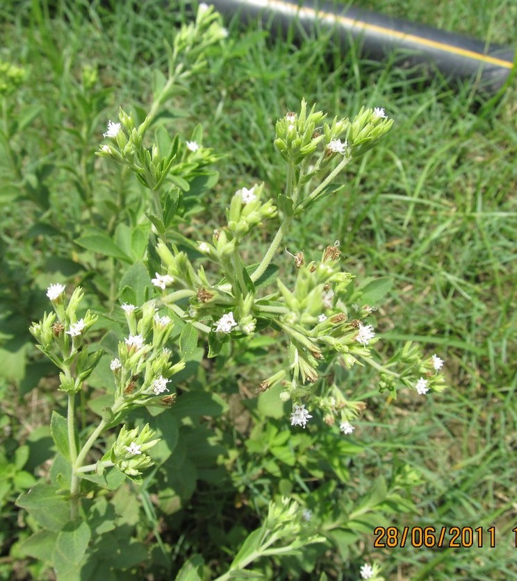 Stevia rebaudiana (Cultivated) eFlora of India